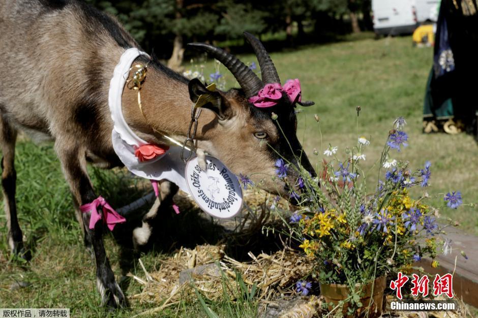 立陶宛田径选手在决赛中一路领先的简单介绍